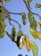 image of Phytolacca dioica