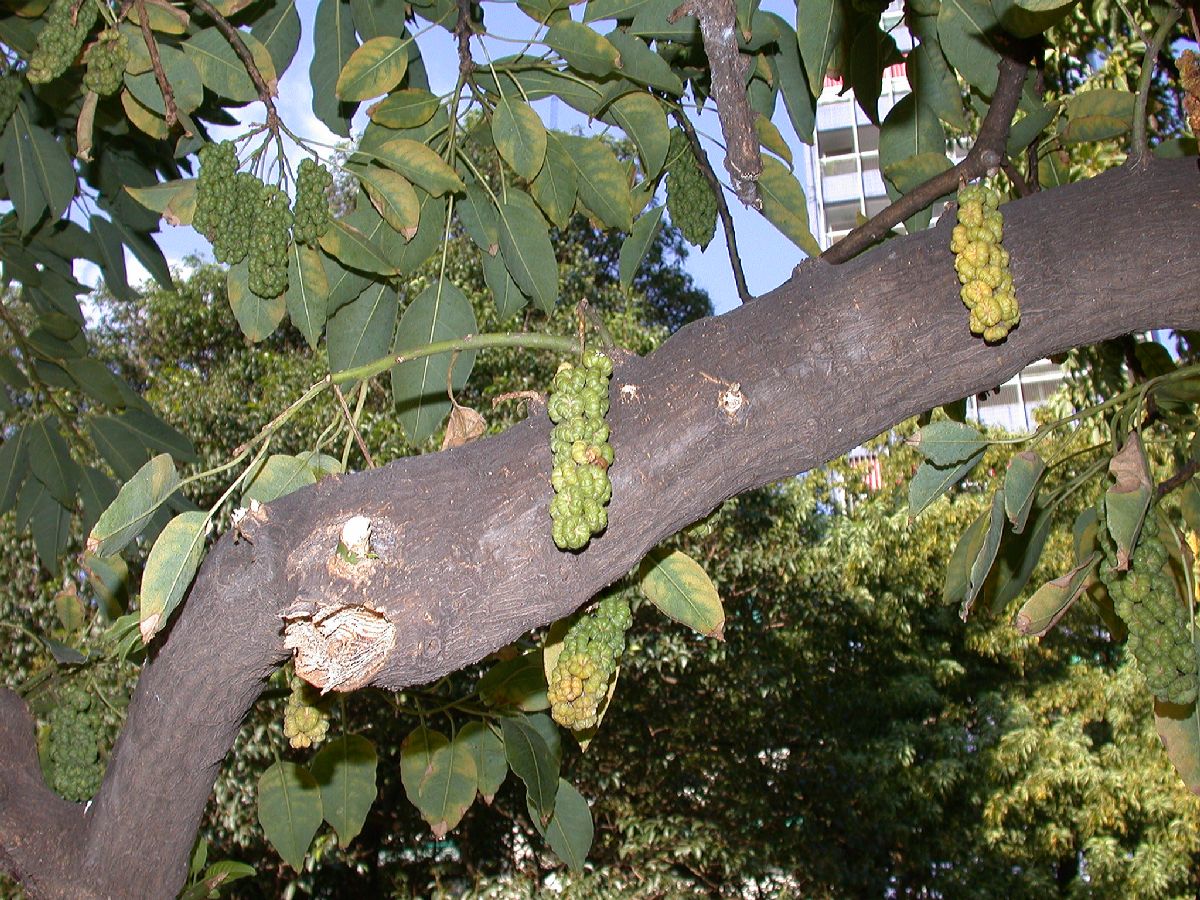 Phytolaccaceae Phytolacca dioica
