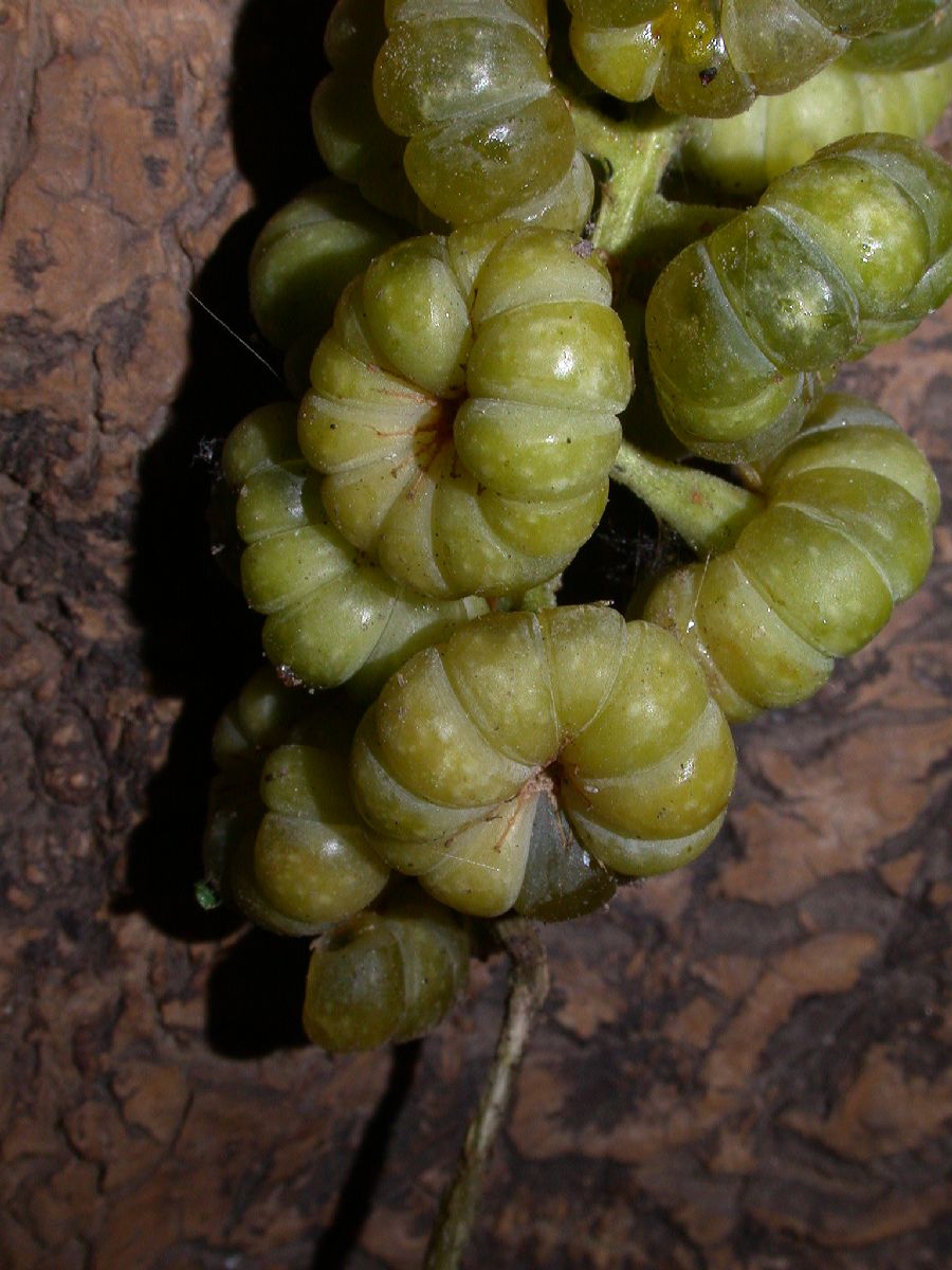 Phytolaccaceae Phytolacca dioica