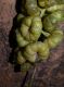 image of Phytolacca dioica