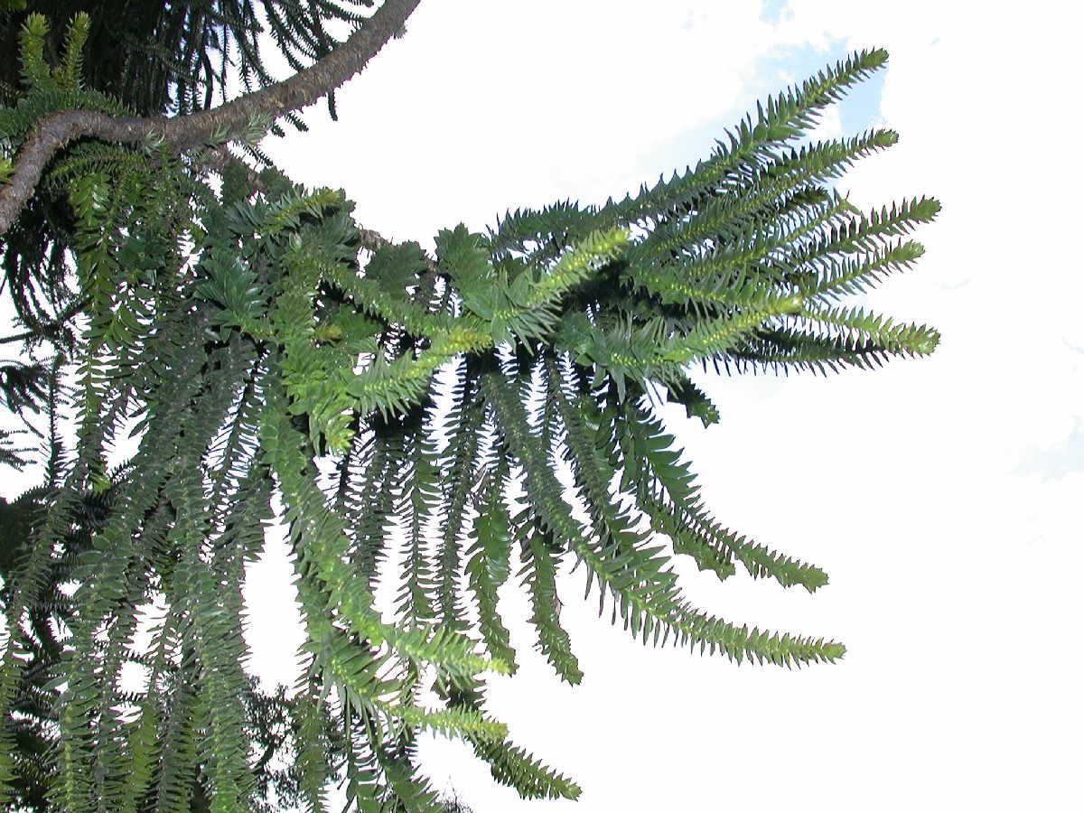 Araucariaceae Araucaria angustifolia