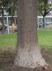 image of Araucaria angustifolia