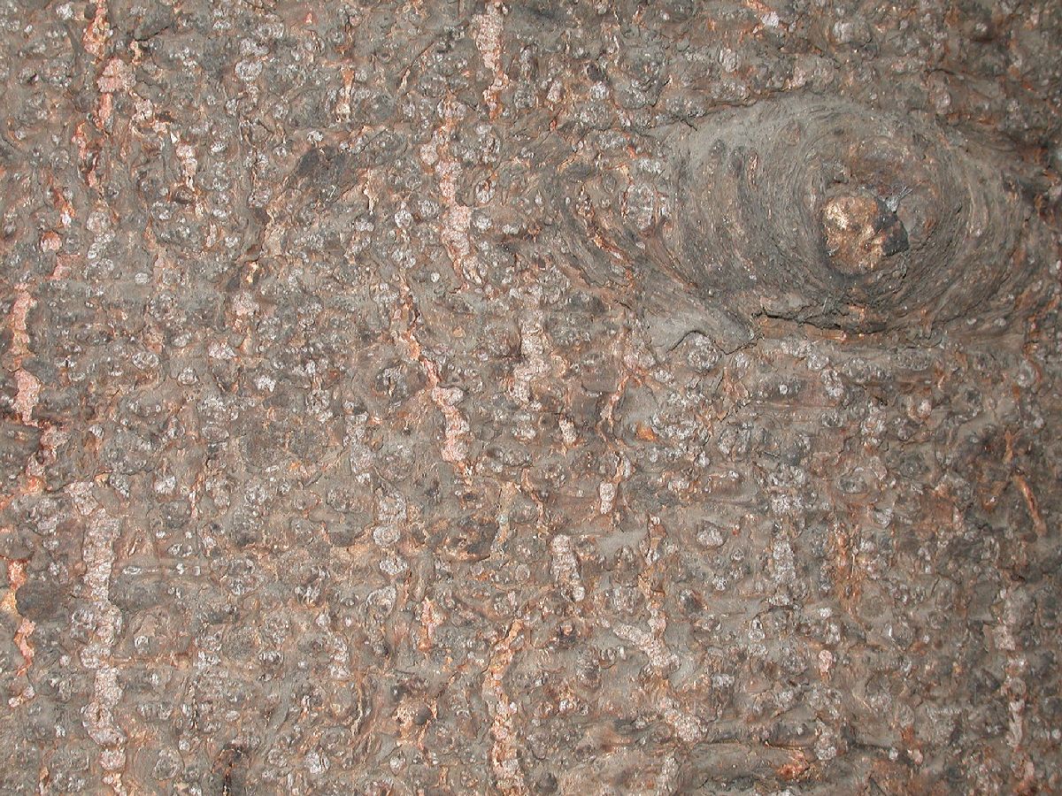 Araucariaceae Araucaria angustifolia