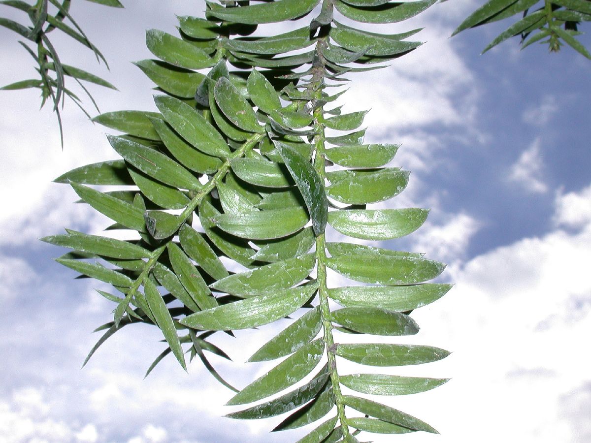 Araucariaceae Agathis 