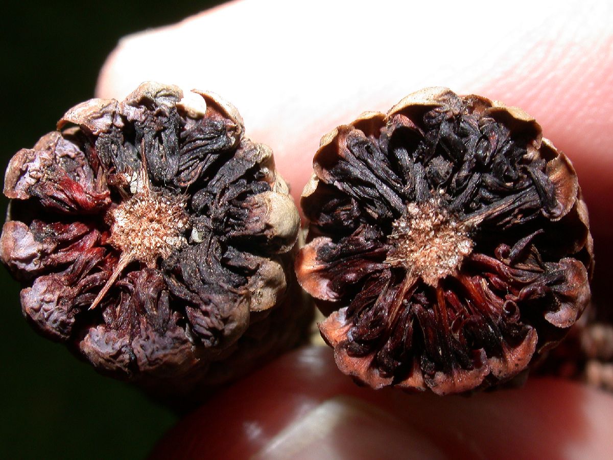 Araucariaceae Agathis 