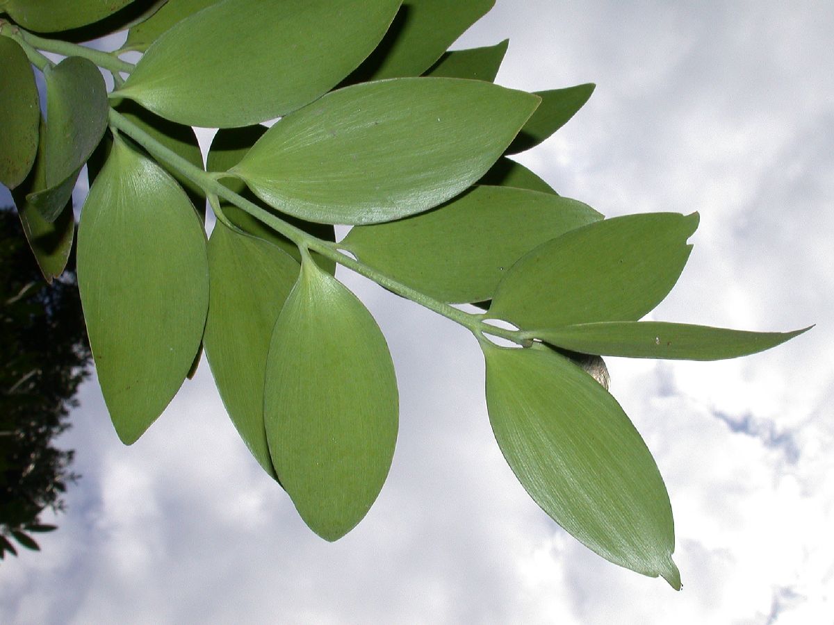 Araucariaceae Agathis 