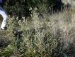 image of Eryngium paniculatum
