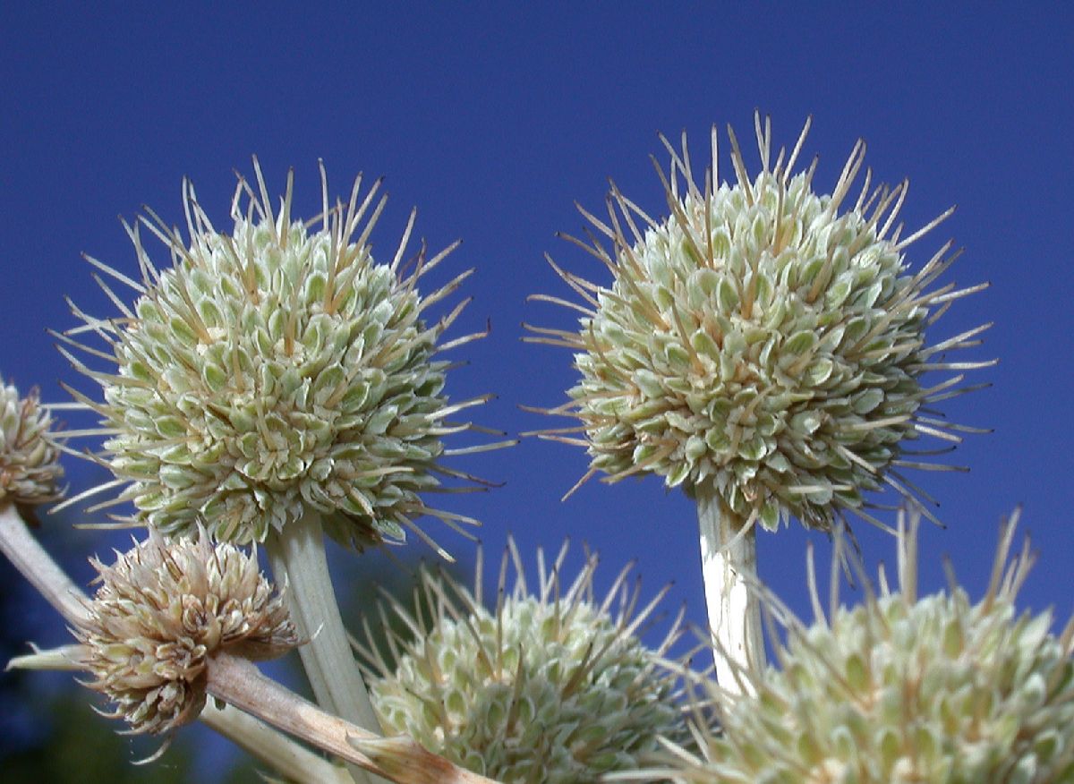 Apiaceae Eryngium paniculatum