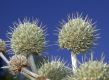 image of Eryngium paniculatum