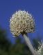 image of Eryngium paniculatum