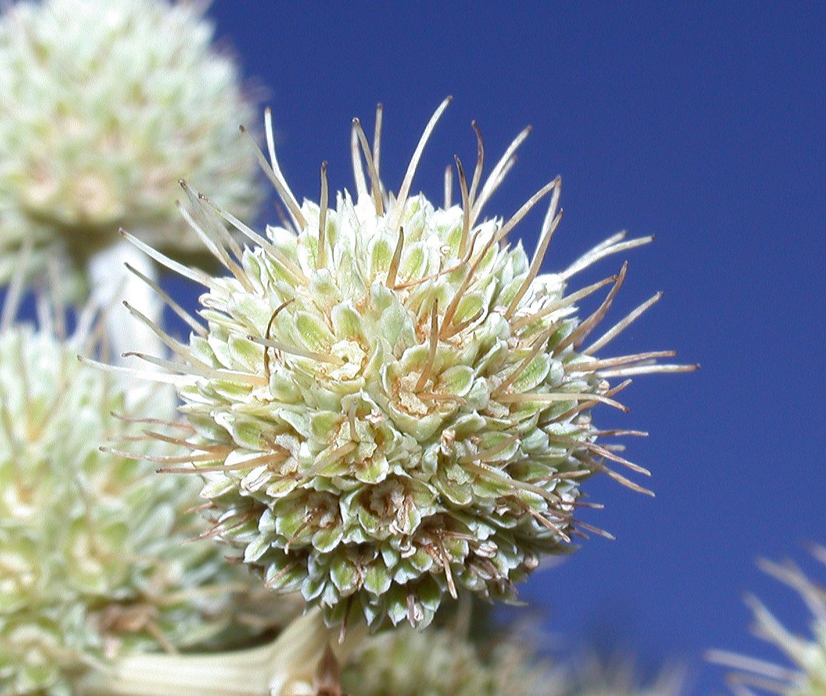 Apiaceae Eryngium paniculatum