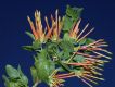 image of Tristerix corymbosus