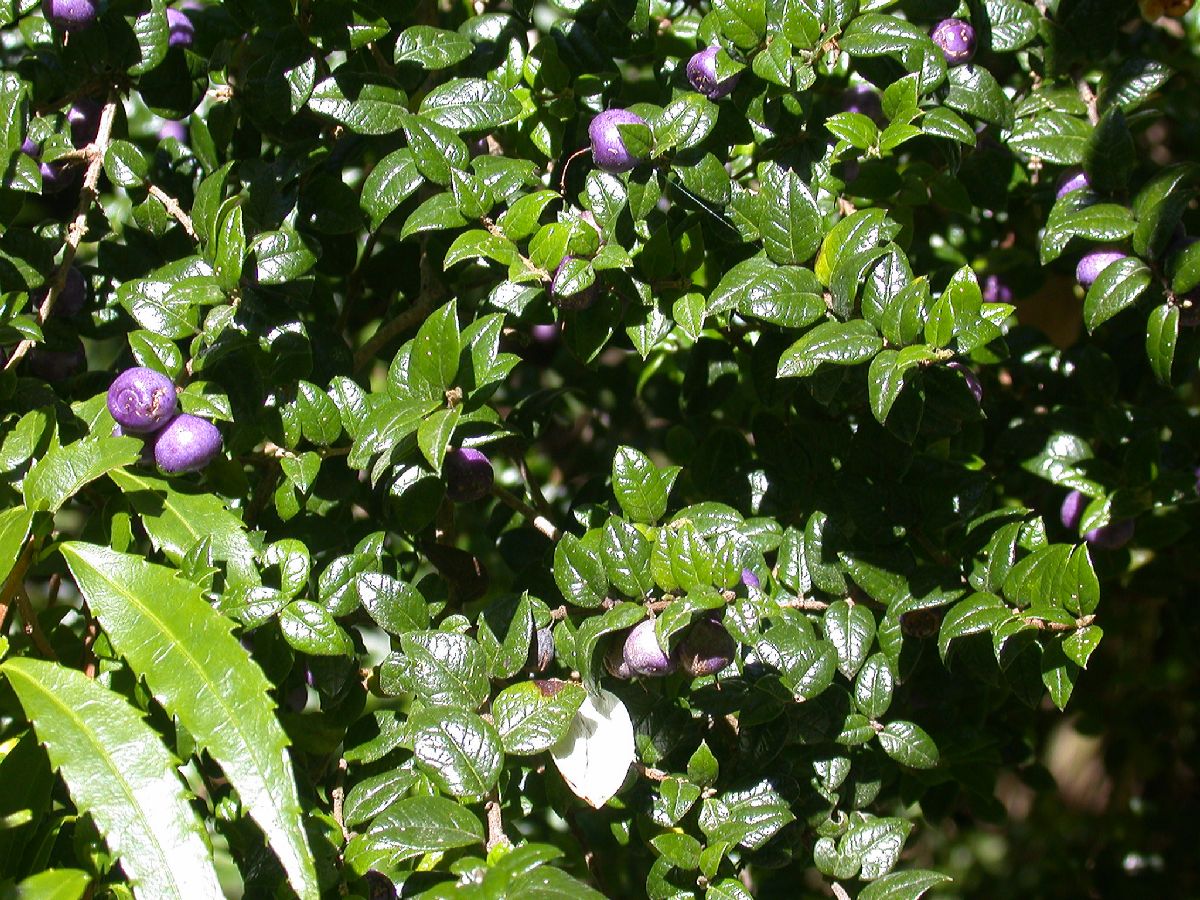 Verbenaceae Rhaphithamnus spinosus
