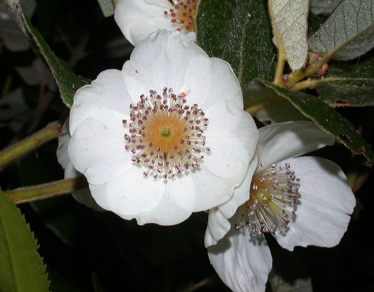 Cunoniaceae Eucryphia cordata