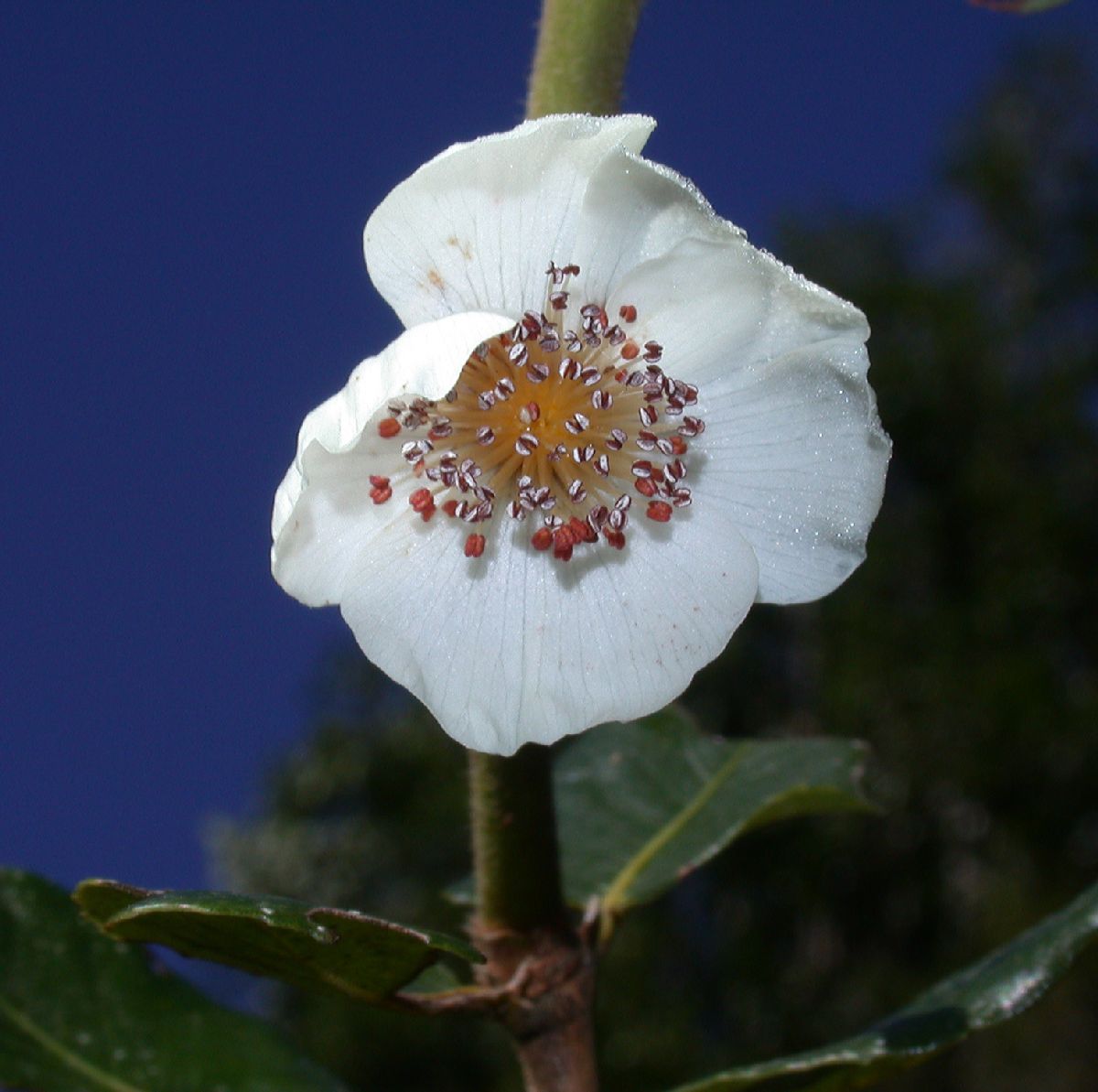 Cunoniaceae Eucryphia cordata