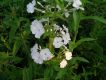 image of Phlox 