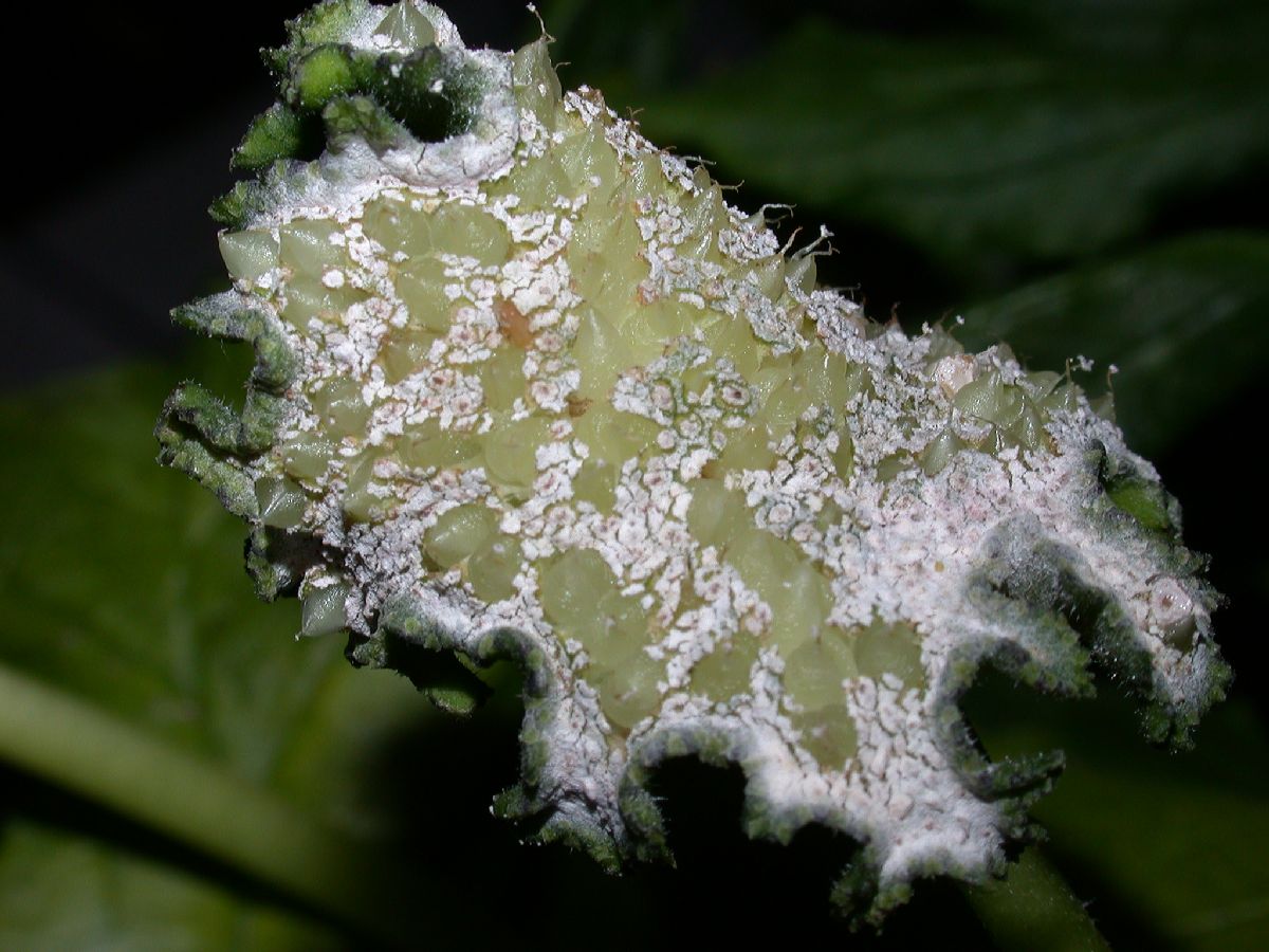 Moraceae Dorstenia 