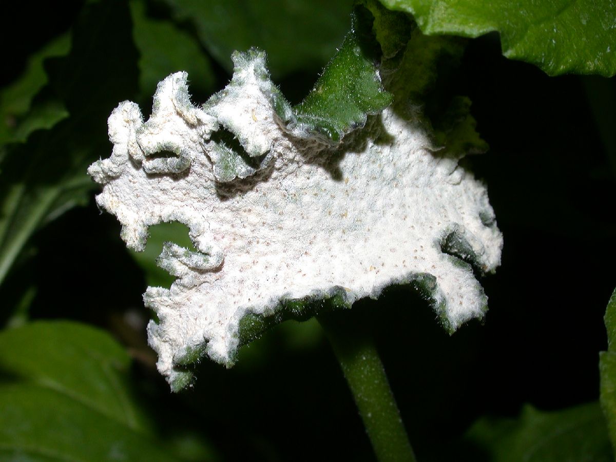 Moraceae Dorstenia 