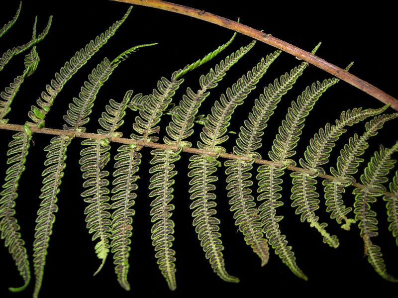 Thelypteridaceae Amauropelta rigescens