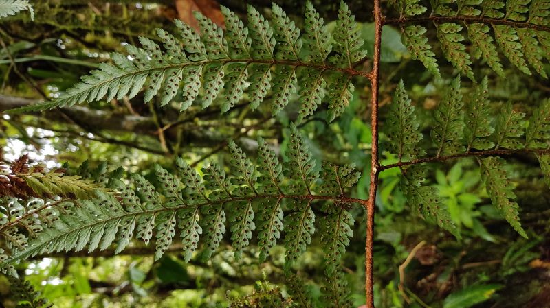 Dryopteridaceae Lastreopsis killipii