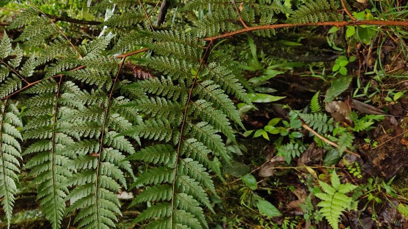 Dryopteridaceae Lastreopsis killipii