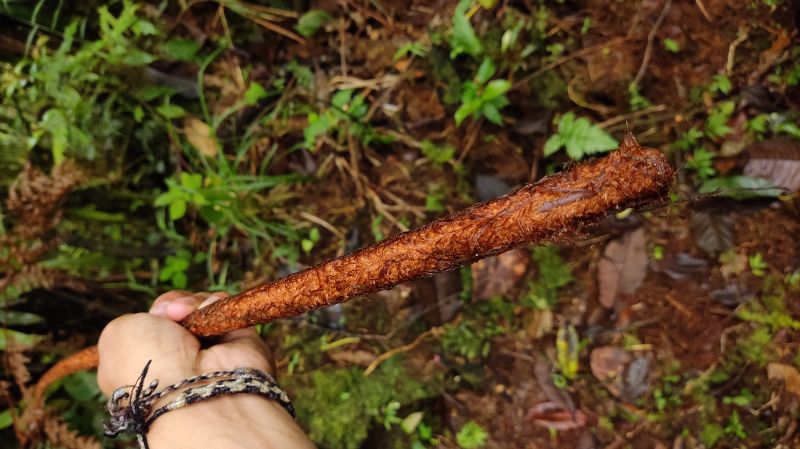 Dryopteridaceae Lastreopsis killipii