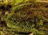 image of Lellingeria melanotrichia