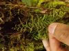 image of Lellingeria melanotrichia
