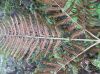 image of Pteris podophylla