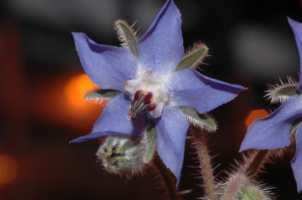 Boraginaceae Borago officinalis