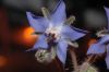 image of Borago officinalis