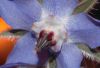 image of Borago officinalis