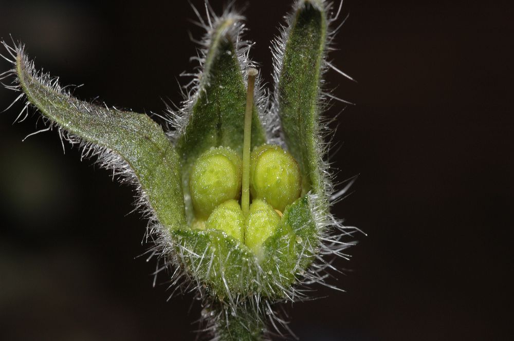 Boraginaceae Borago officinalis