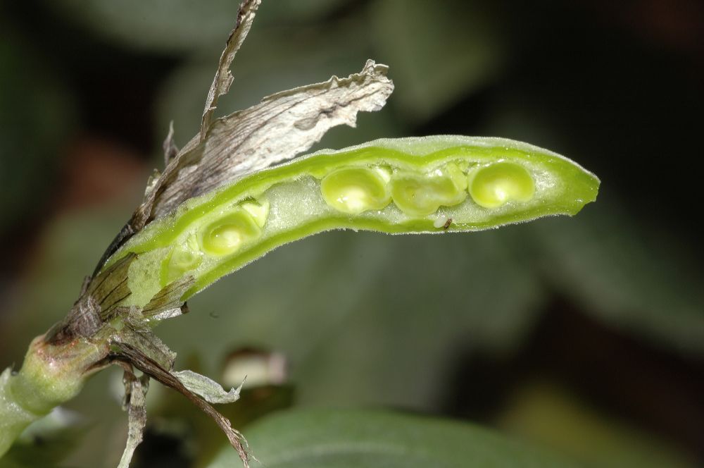Fabaceae Vicia faba