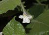 image of Nicotiana benthamiana