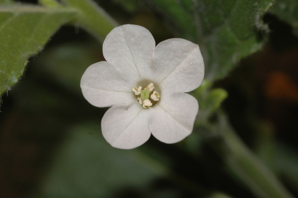 Solanaceae Nicotiana benthamiana