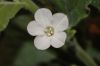 image of Nicotiana benthamiana