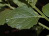 image of Nicotiana benthamiana