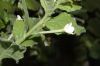 image of Nicotiana benthamiana