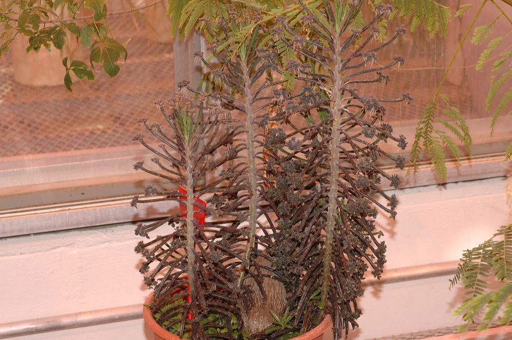 Crassulaceae Kalanchoe 