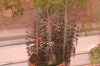 image of Kalanchoe 