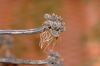 image of Kalanchoe 