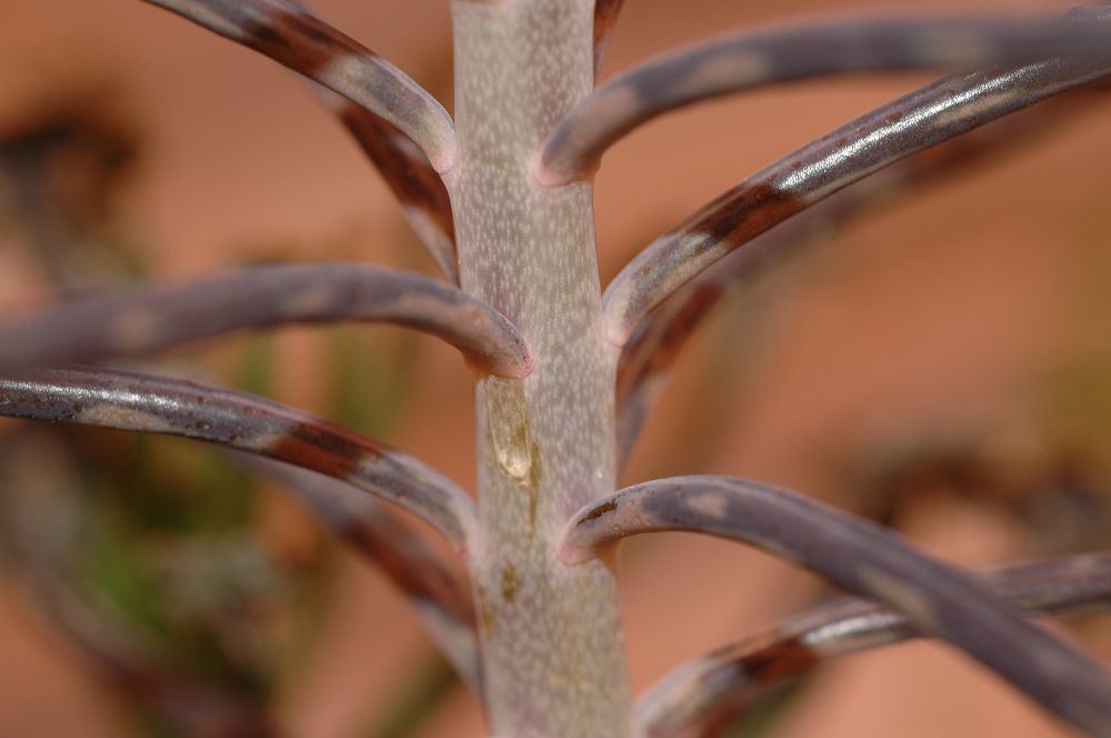 Crassulaceae Kalanchoe 