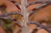 image of Kalanchoe 