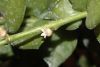 image of Dischidia ruscifolia