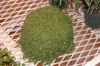 image of Soleirolia soleirolii