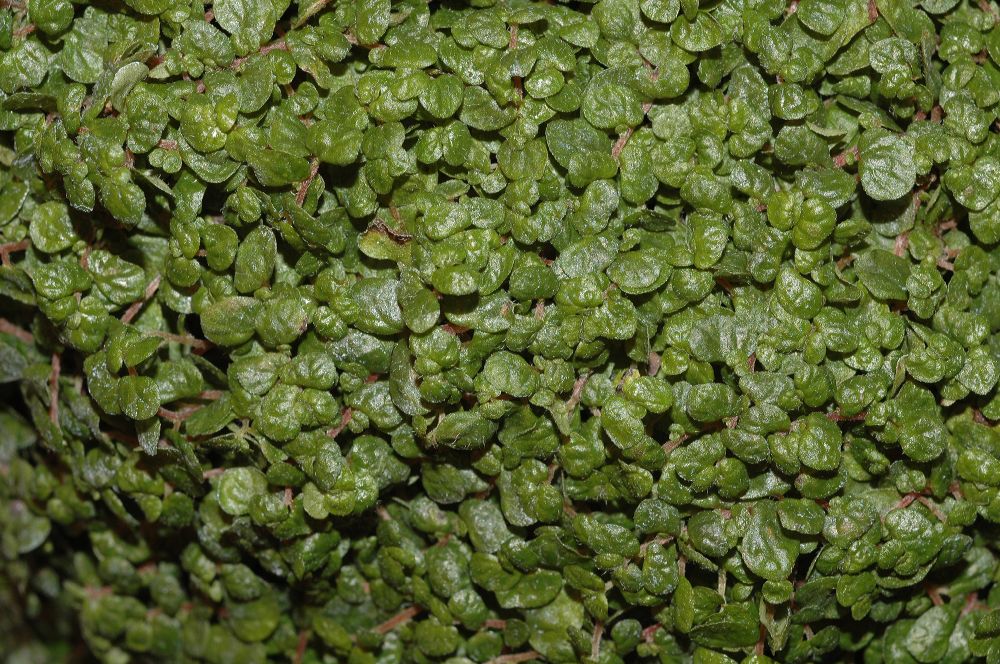 Urticaceae Soleirolia soleirolii