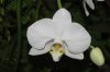 image of Phalaenopsis 