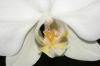 image of Phalaenopsis 