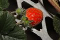 image of Fragaria 